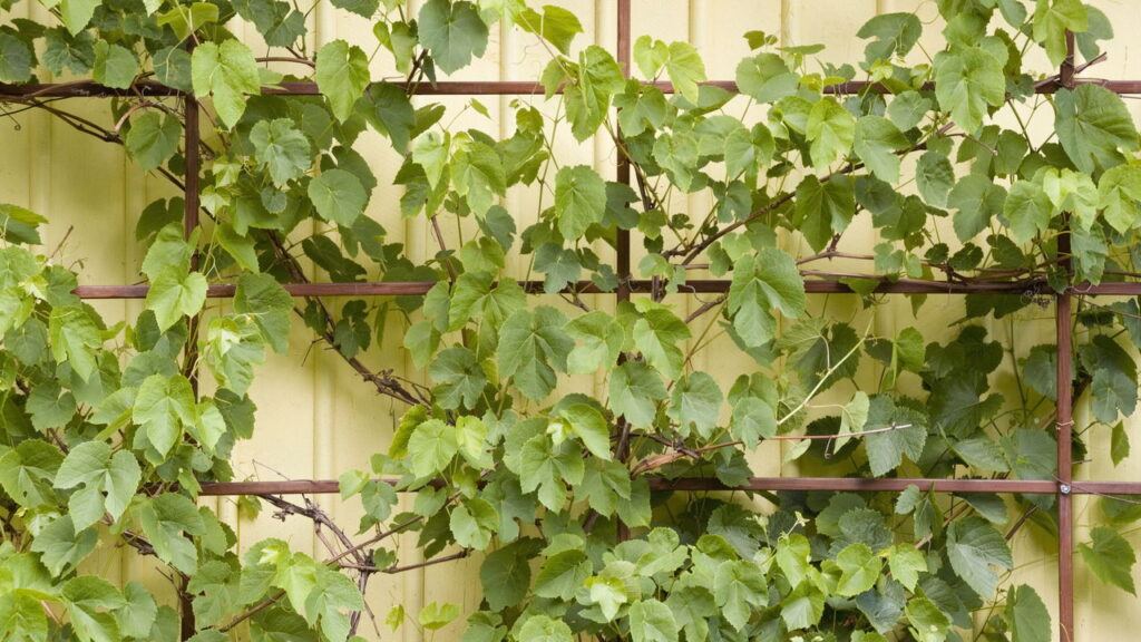 Esse suporte simples vai transformar suas plantas na decoração da sala