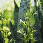 Essa planta feita em crochê virou símbolo de proteção e carinho