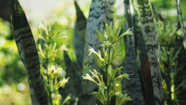 Essa planta feita em crochê virou símbolo de proteção e carinho