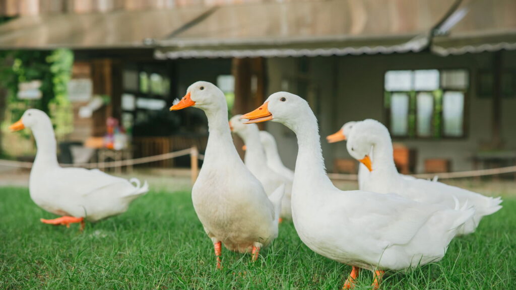A peça mais divertida e encantadora que você pode criar com crochê