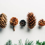 Seu jardim pode florescer mesmo nos dias mais frios com estas dicas