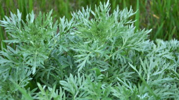 A erva usada por gregos e egípcios que combate pragas e ainda perfuma o ambiente