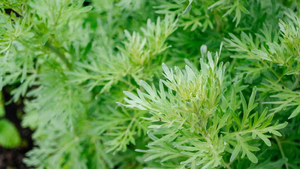 A erva usada por gregos e egípcios que combate pragas e ainda perfuma o ambiente