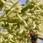 A erva medicinal mais poderosa que você pode cultivar sem esforço