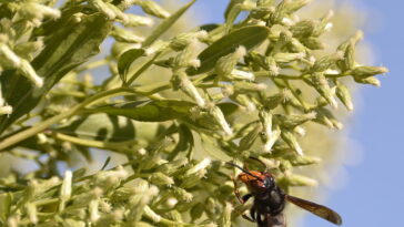 A erva medicinal mais poderosa que você pode cultivar sem esforço