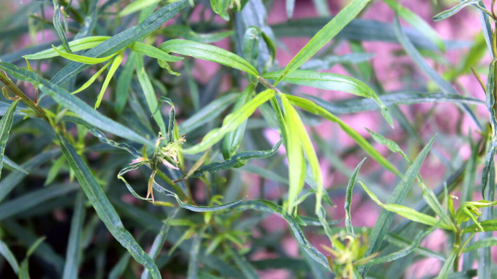 A erva medicinal mais poderosa que você pode cultivar sem esforço