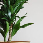 Se sua planta floresceu, isso pode ter um significado surpreendente