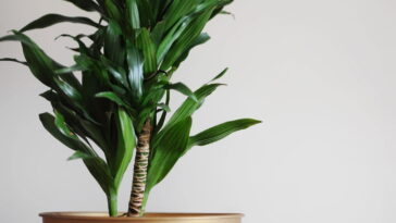 Se sua planta floresceu, isso pode ter um significado surpreendente