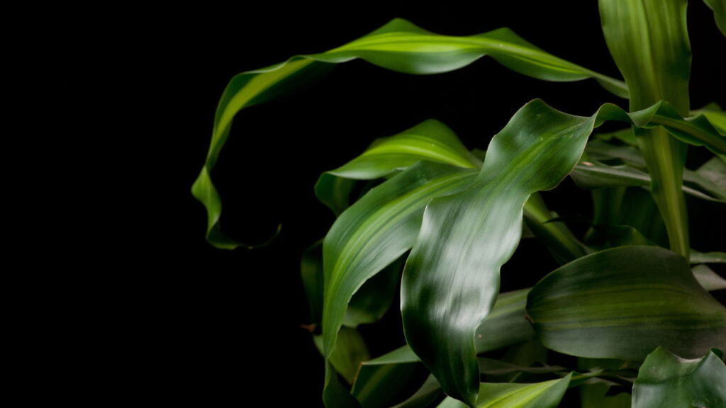 Se sua planta floresceu, isso pode ter um significado surpreendente
