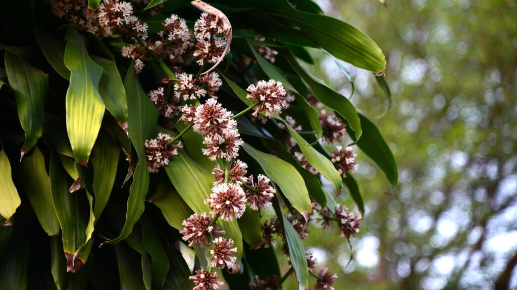 Se sua planta floresceu, isso pode ter um significado surpreendente