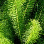 O segredo por trás da planta que sobreviveu desde os dinossauros