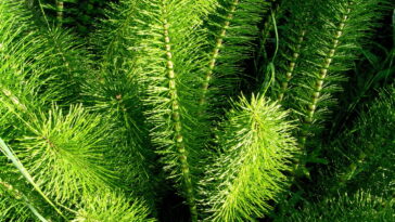 O segredo por trás da planta que sobreviveu desde os dinossauros