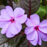 A flor mais resistente e fácil de cultivar no jardim brasileiro