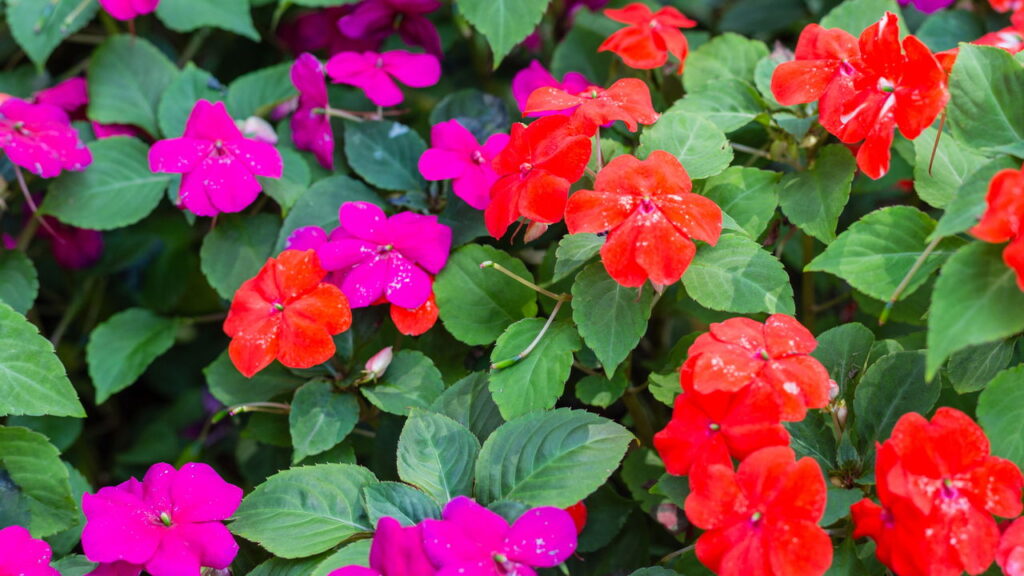 A flor mais resistente e fácil de cultivar no jardim brasileiro