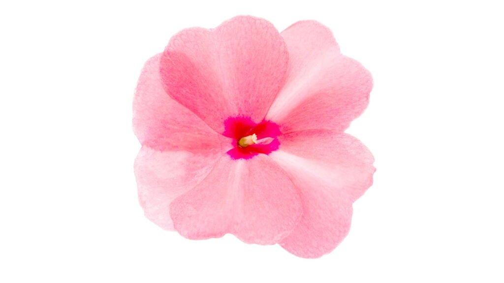 A flor mais resistente e fácil de cultivar no jardim brasileiro