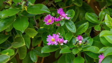 Essa folha poderosa está mudando a alimentação de milhares de brasileiros, veja como cultivá-la