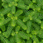 Essa planta virou tendência entre quem busca tratamento natural