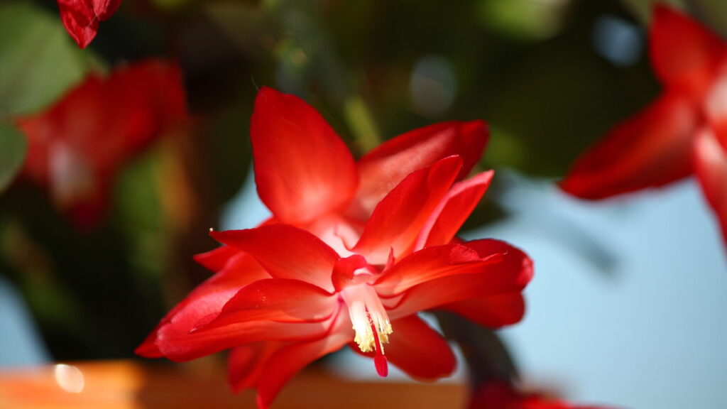 A flor que conquista cada vez mais lares pelo Brasil e tem um segredo especial
