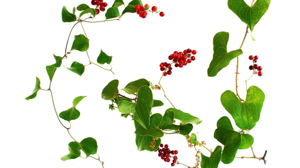 Essa planta natural está ganhando destaque e o motivo surpreende