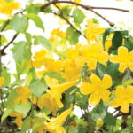 Essa planta nativa pode fortalecer sua imunidade de forma natural
