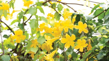 Essa planta nativa pode fortalecer sua imunidade de forma natural