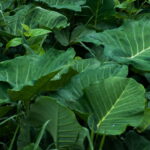 Essa folha verde tem mais ferro que o espinafre e faz bem para todo mundo, veja como cultivá-la