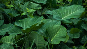 Essa folha verde tem mais ferro que o espinafre e faz bem para todo mundo, veja como cultivá-la