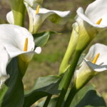 A flor que virou símbolo de elegância nos casamentos de luxo pode estar em sua casa