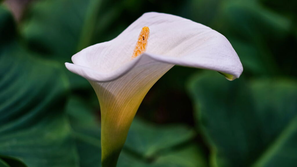 A flor que virou símbolo de elegância nos casamentos de luxo pode estar em sua casa