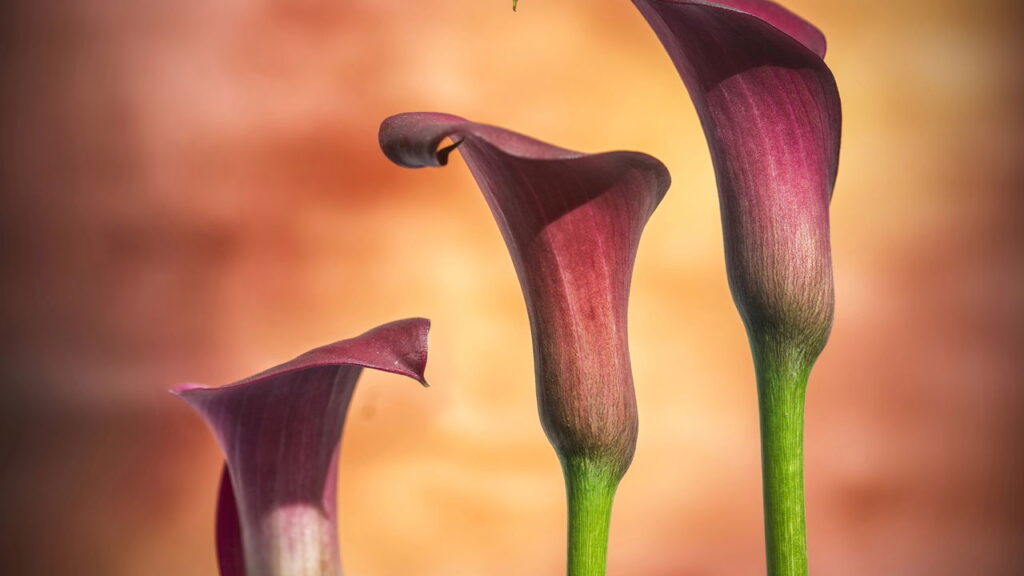 A flor que virou símbolo de elegância nos casamentos de luxo pode estar em sua casa