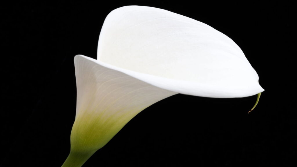 A flor que virou símbolo de elegância nos casamentos de luxo pode estar em sua casa