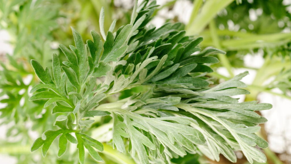A planta que está voltando à moda nos tratamentos naturais