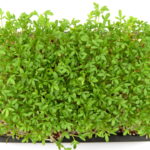 O vegetal que ninguém valoriza virou estrela de uma sopa irresistível