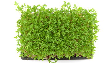 O vegetal que ninguém valoriza virou estrela de uma sopa irresistível