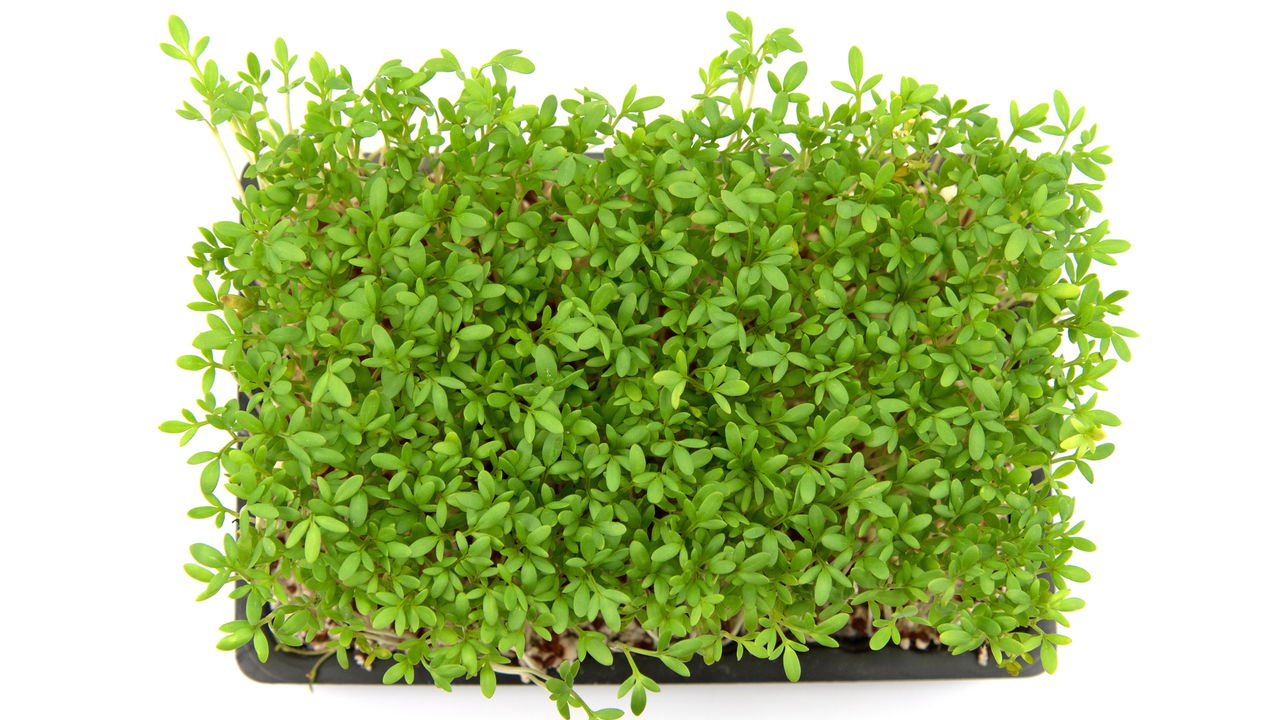 O vegetal que ninguém valoriza virou estrela de uma sopa irresistível