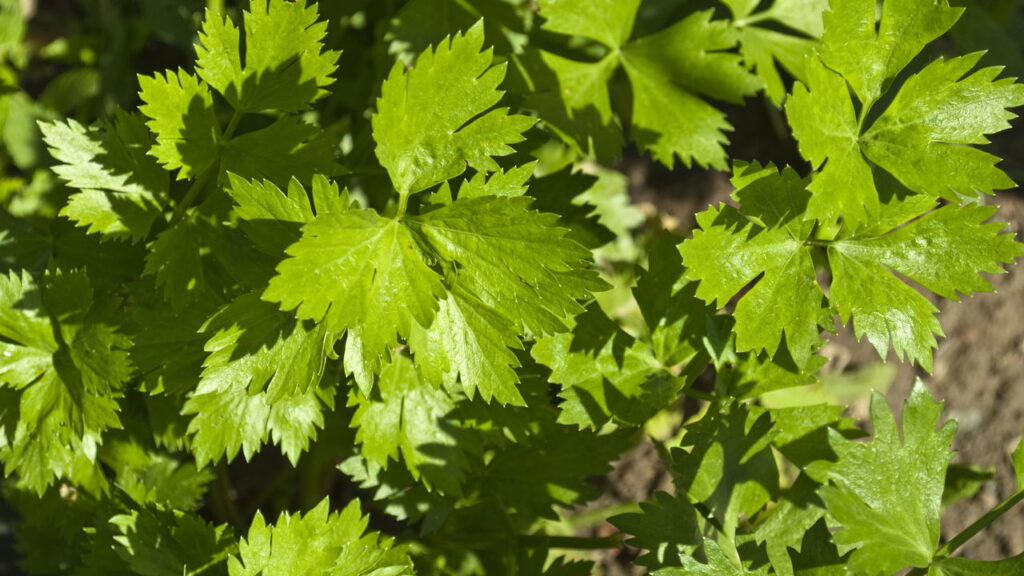 Este vegetal ajuda na imunidade e quase ninguém valoriza