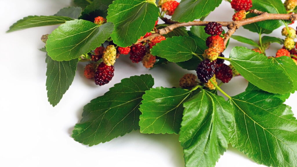 Essa fruta melhora a pele, o intestino e a glicose ao mesmo tempo