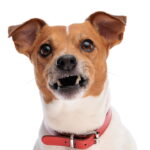 O que está levando tantos cães a rejeitarem seus tutores pode surpreender você