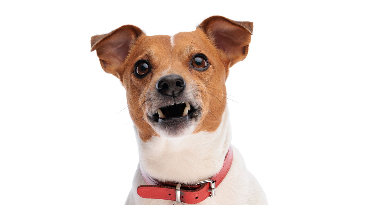 O que está levando tantos cães a rejeitarem seus tutores pode ...