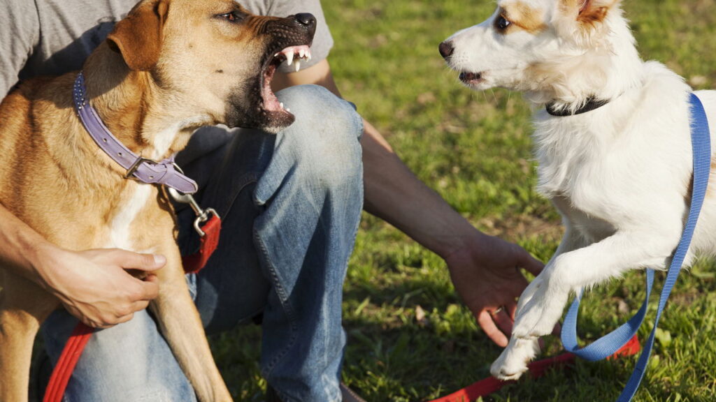 O maior erro que os tutores cometem ao passear com seus cães