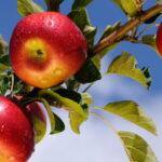 O segredo por trás da fruta mais versátil que você pode plantar em casa