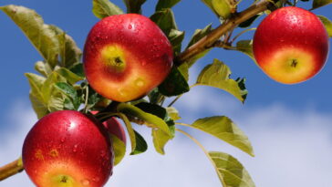 O segredo por trás da fruta mais versátil que você pode plantar em casa