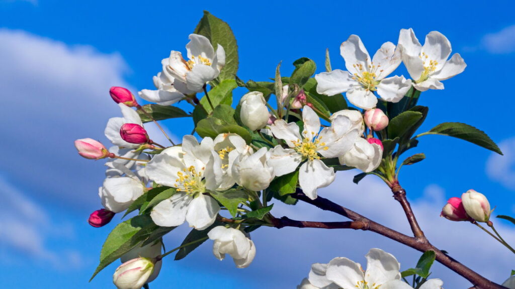 O segredo por trás da fruta mais versátil que você pode plantar em casa