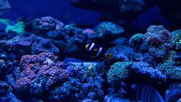 A prática mais relaxante que médicos e terapeutas estão recomendando