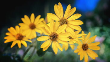 Essa planta ajuda em contusões e dores se usada da forma certa