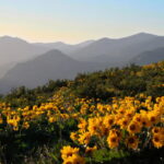 Como cultivar arnica em casa do jeito certo e sem mistério