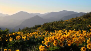 Como cultivar arnica em casa do jeito certo e sem mistério