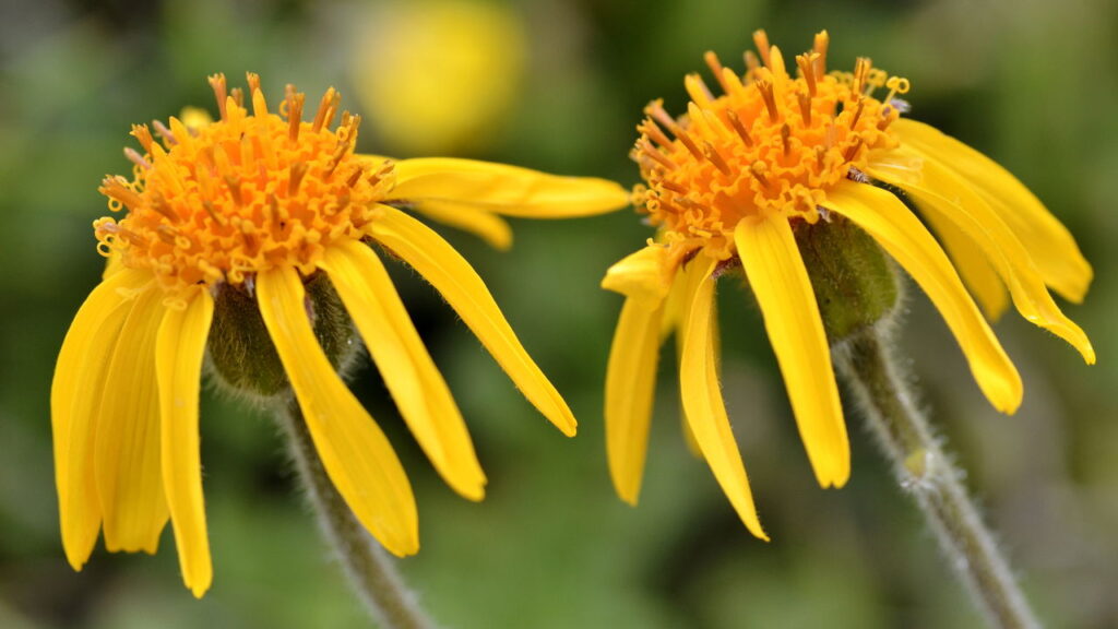 Como cultivar arnica em casa do jeito certo e sem mistério