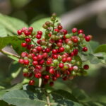 Produtores estão apostando nessa planta que poucos conhecem