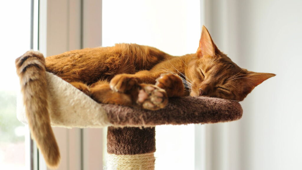 Esse truque DIY está salvando sofás e deixando gatos mais felizes